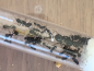 Preview: Ameisenkolonie mieten - Ameisen leihen - Boden-Ameisen